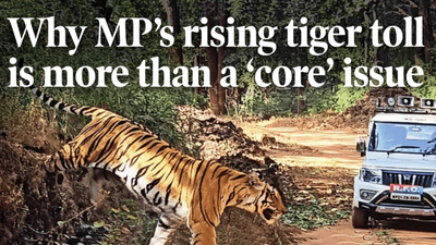 Why the increasing number of tigers in MP is more than a ‘main’ issue. india news