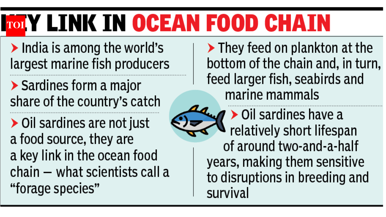 Sardine numbers in India could decline rapidly due to overfishing, climate change: Study | pune news