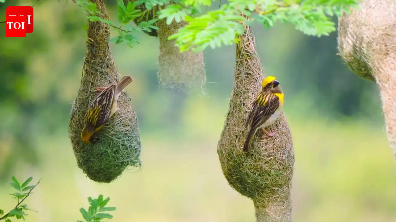 Baya Weavers: Upholding Darwin’s theory of evolution: The ‘genius’ nests of Baya weavers may be nature’s most brilliant snake-deterrents