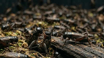 A shocking new study reveals that farming 370 billion crickets each year may actually feel painful.