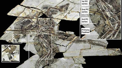 160 million year old ‘technicolor’ dinosaur fossil with four wings and bird-like feathers discovered in China.