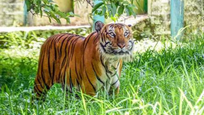 Tribal people demand stop of tiger safari, eviction from forests of South India. india news