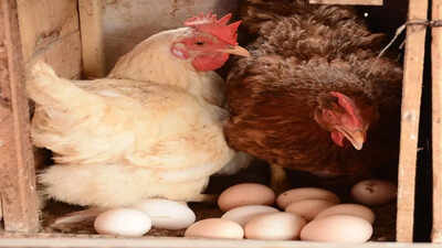Avian flu confirmed in birds at 2 more poultry farms India News