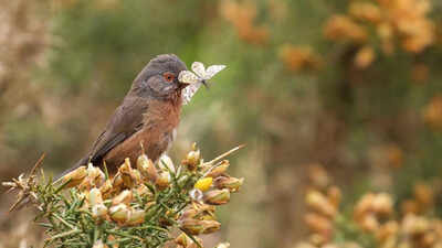 Dartford Warbler: Rare Dartford Warbler makes remarkable comeback in Britain 60 years after extinction world News