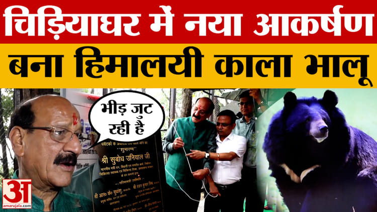 देहरादून: हिमालयन काला भालू देहरादून चिड़ियाघर में एक नया आकर्षण बन गया है, जिसे देखने के लिए भीड़ उमड़ रही है।