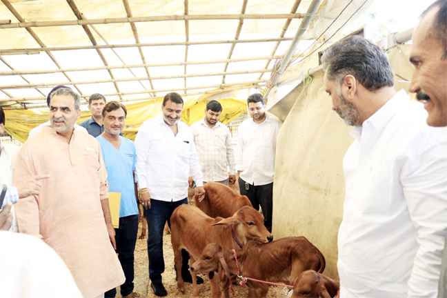 मुजफ्फरनगर गौ अभ्यारण्य में नस्ल सुधार मिशन शुरू: थार पारकर और गिर नस्ल के बछड़ों का जन्म, डेयरी क्रांति की तैयारी तेज