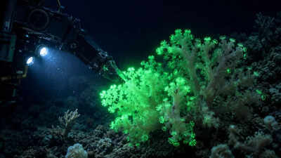 Hidden deep inside the Pacific Ocean: This newly discovered coral glows green when disturbed by deep-sea robots.