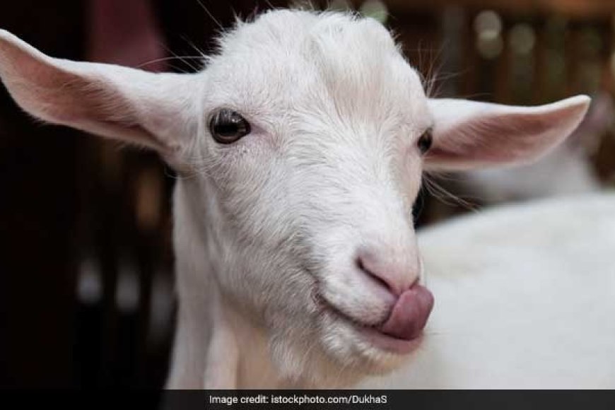पीथीपुर गांव में बकरी को पानी पिलाने को लेकर हुआ विवाद, चले लाठी-डंडे, दो घायल
