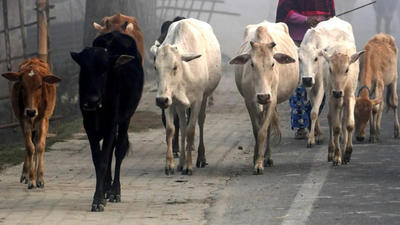 New Bengal government bans public slaughter of cattle and buffaloes, makes official fitness certificate mandatory. india news
