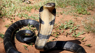 World’s deadliest snake: King Cobra Capitals: 10 countries where the world’s deadliest snake thrives world News