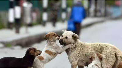 Supreme Court rejects plea to stay earlier order on stray dogs; ‘Absence of sustained efforts’ cited by states