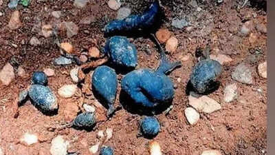 Rare ‘Earth Mango’ found in Kerala: The hidden fungus that locals call Neelamanga is back