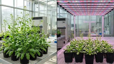 Scientists discovered that light can slow plant growth; Here’s how it works