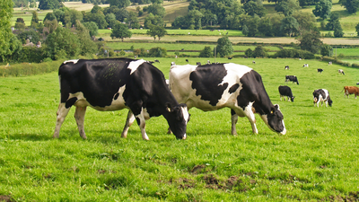 Cow compass: How cows secretly use the Earth’s magnetic field while grazing.