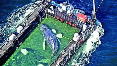 Stranded whale ‘Timmy’ rescued, returned to North Sea