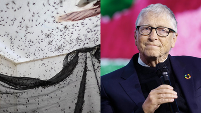 Why does a Bill Gates-backed insect factory release 30 million mosquitoes every week?