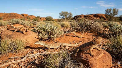 Australia Lizard Population: Why Australia Became One of the World’s Largest Lizard Populations world News