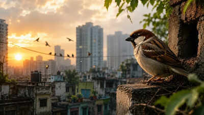 Bringing back the chirping sparrow: revitalizing our urban ecosystems india news