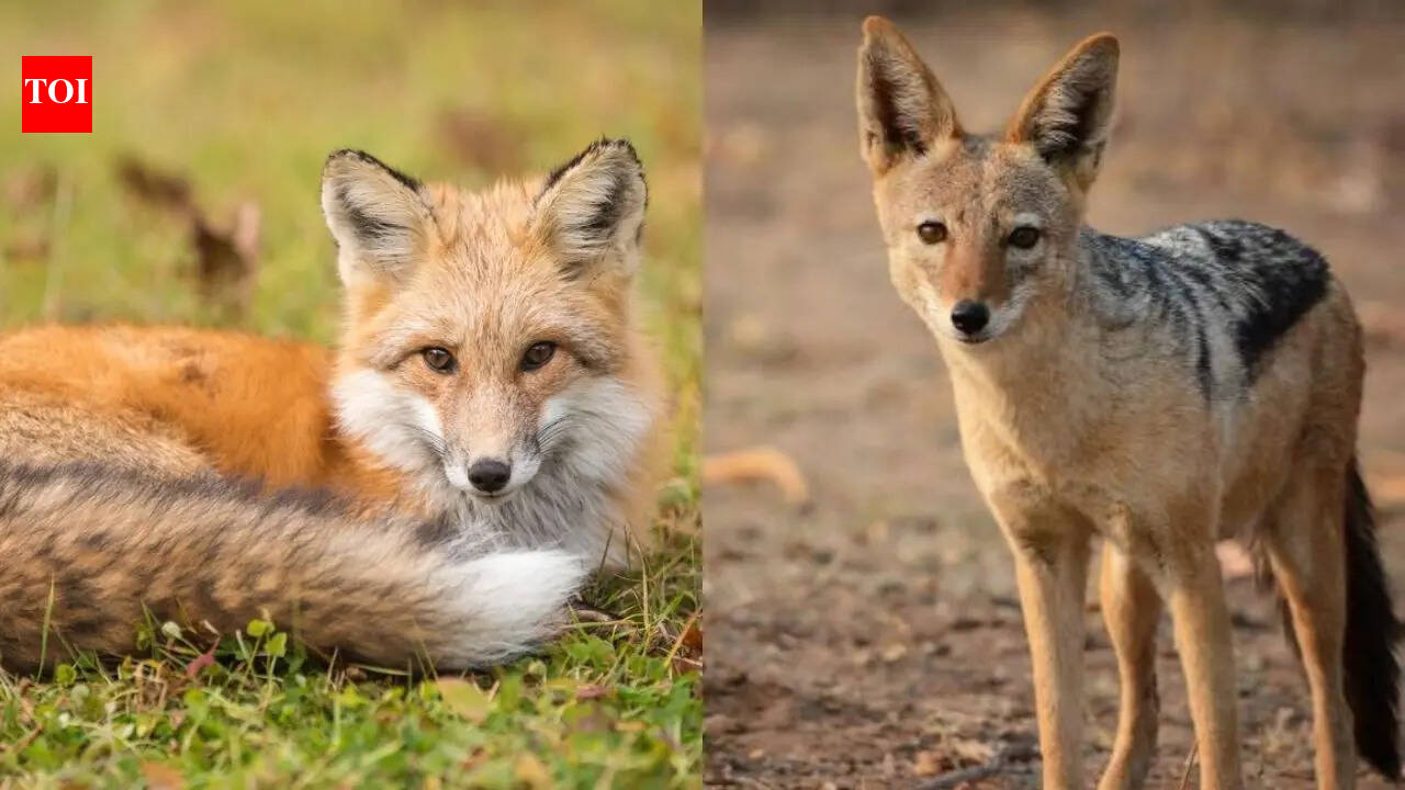 How to identify fox vs jackal: track, call and gait style